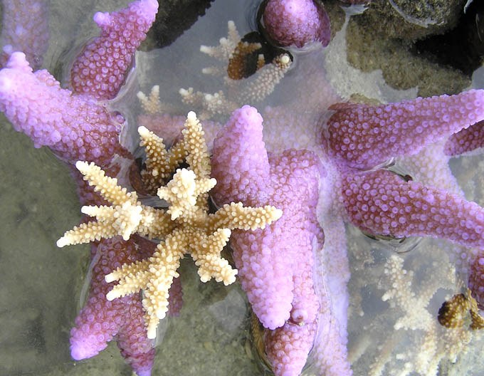 Coral skeletons serve as both internal reflectors and UV protection