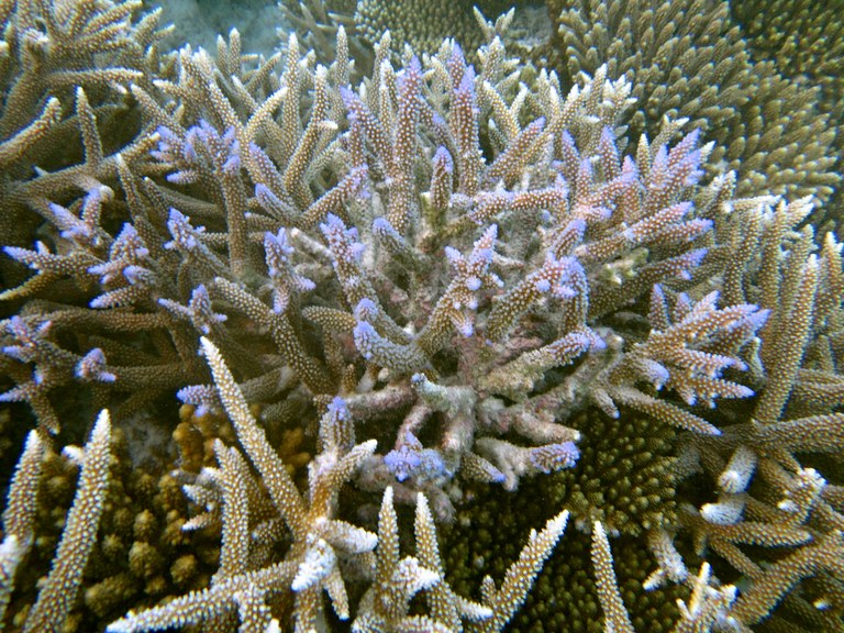 Саркофитон коралл. Скелет коралла Акропора. Календрум коралл. Восьмилучевые кораллы Octocorallia.