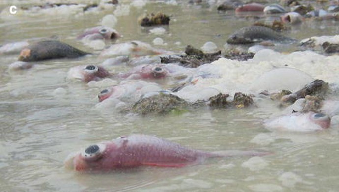 Coral spawn induces mass fish die-off