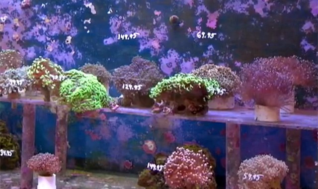 Coral thieves turn themselves in