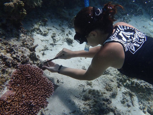 Corals can turn certain genes on and off to cope with heat