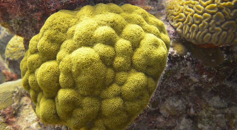 Corals consume (lots of) bacteria