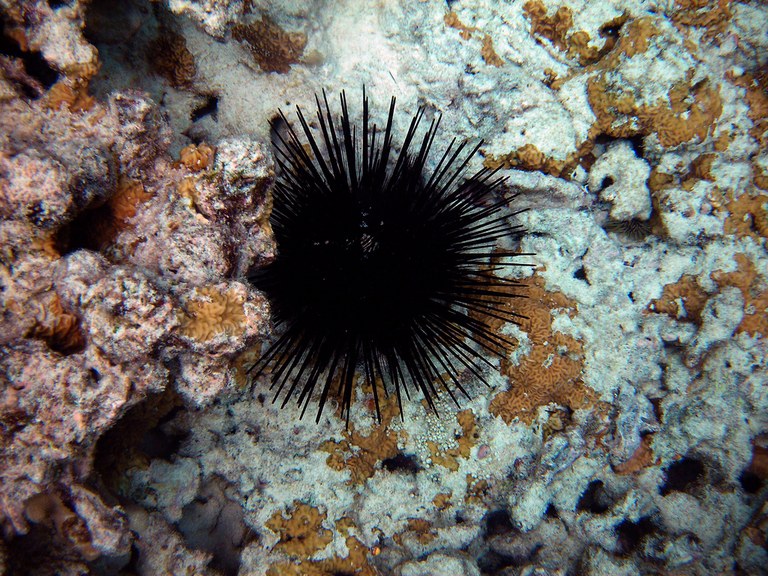 Could the humble sea urchin hold the key to carbon capture?
