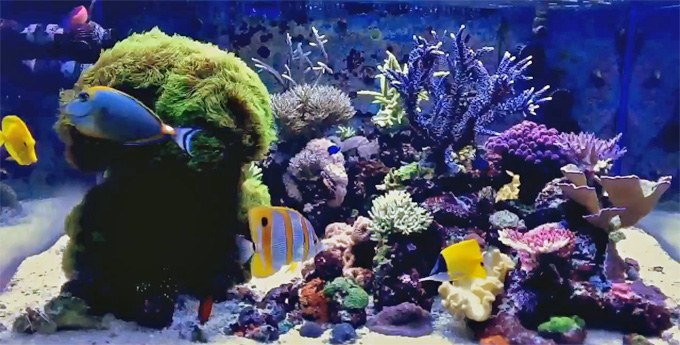 Dakota Reef's Cube Aquarium [videos]