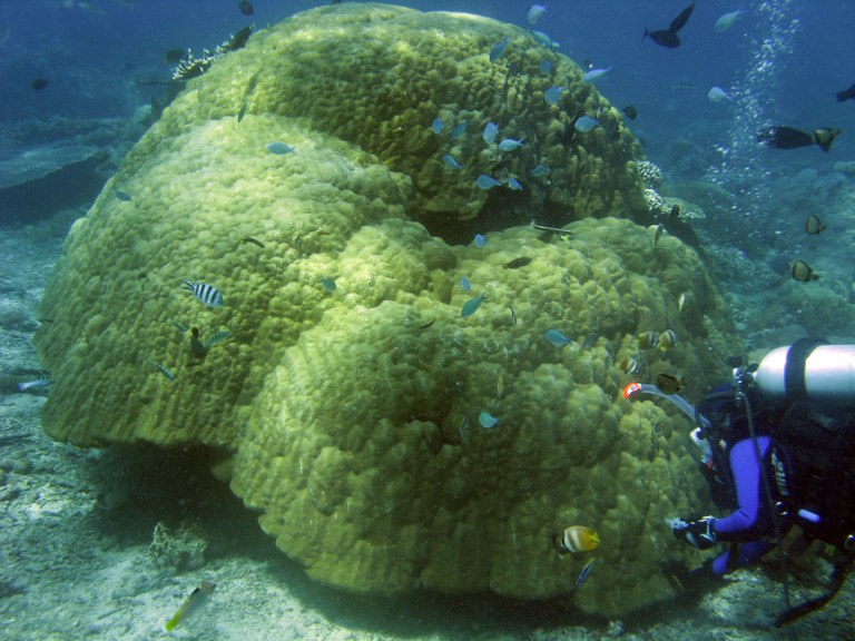 Darwin discovered to be right: Eastern Pacific barrier is virtually impassable by coral species