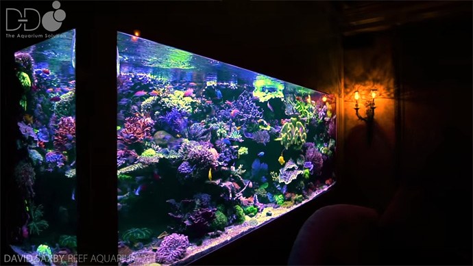 David Saxby's reef tank and fish room are the stuff of dreams