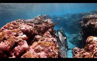 Destination Reefs: French Polynesia