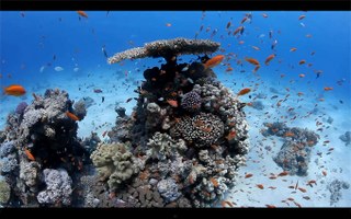 Destination Reefs: Red Sea