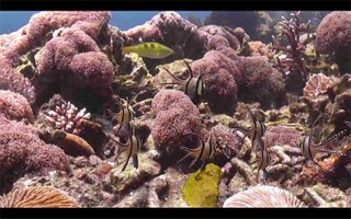 Destination Reefs: Sulawesi