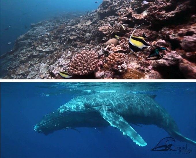 Destination Reefs: Tonga