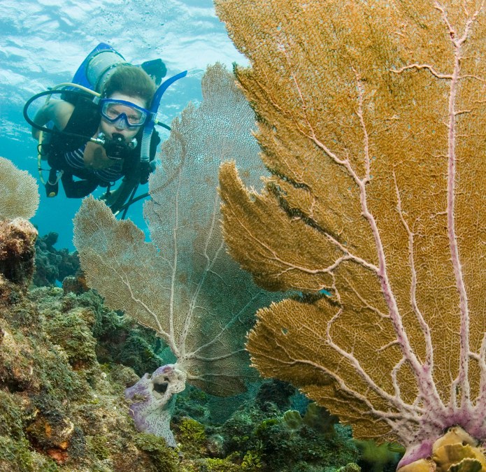 Divers: volunteer to restore coral reefs and cultivate coral in Key Largo, Florida  