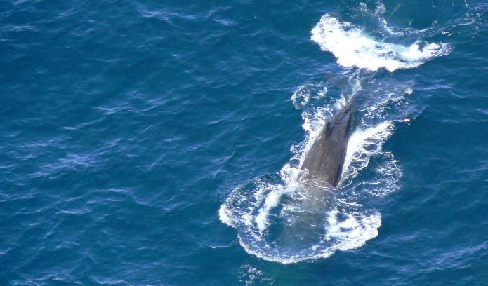Do Sperm Whales Have Names?  Possibly...