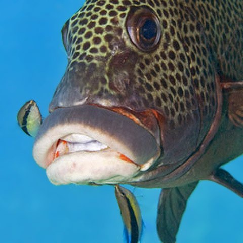 Familiarity breeds contempt in cleaner fish