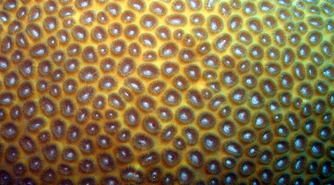 Favia coral receives virus therapy for white plague disease