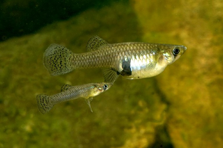 Female fish prefer average active lovers