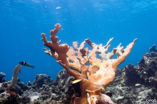 Fighting Fire with Fire: Saving Corals from Bacteria with Bacteria