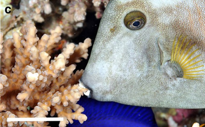 Filefish sleep by anchoring itself to SPS with its teeth