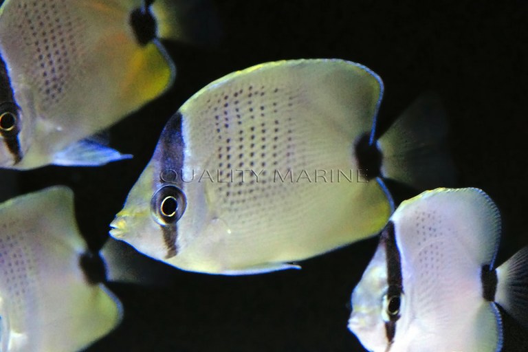 First aquacultured Lemon Butterflies now available