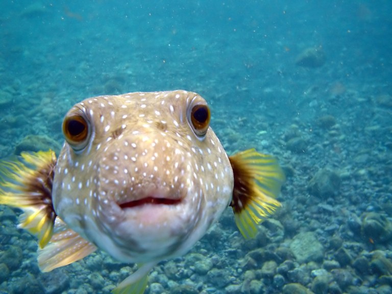 Fish are smarter than non-aquarist think
