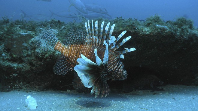 Fishing Tournament Targets Invasive Lionfish (and a reminder to all hobbyists)