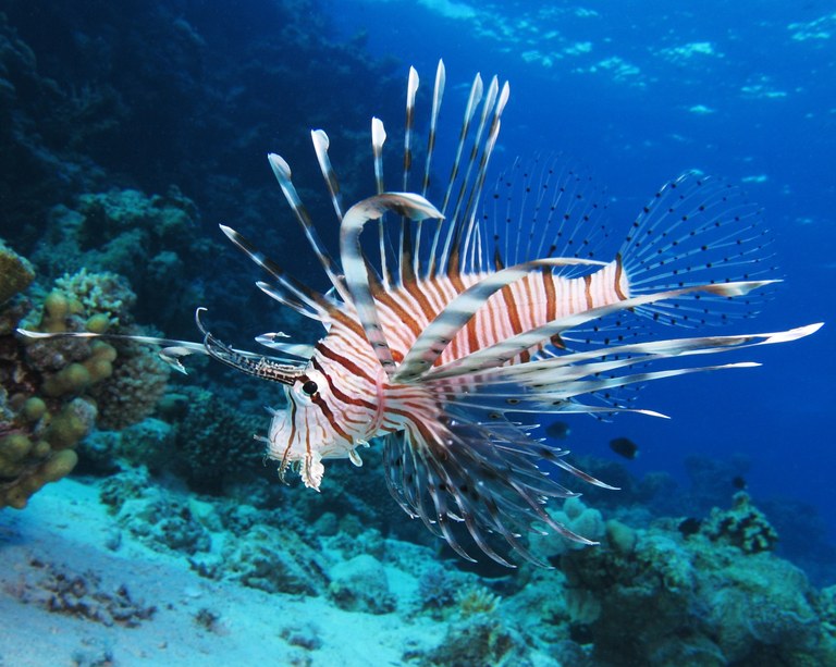 Florida bans import of lionfish
