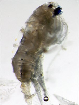 Flying Copepods