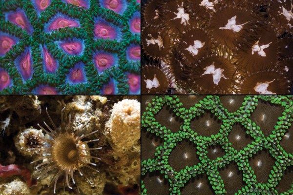 Four new species of zoanthids identified