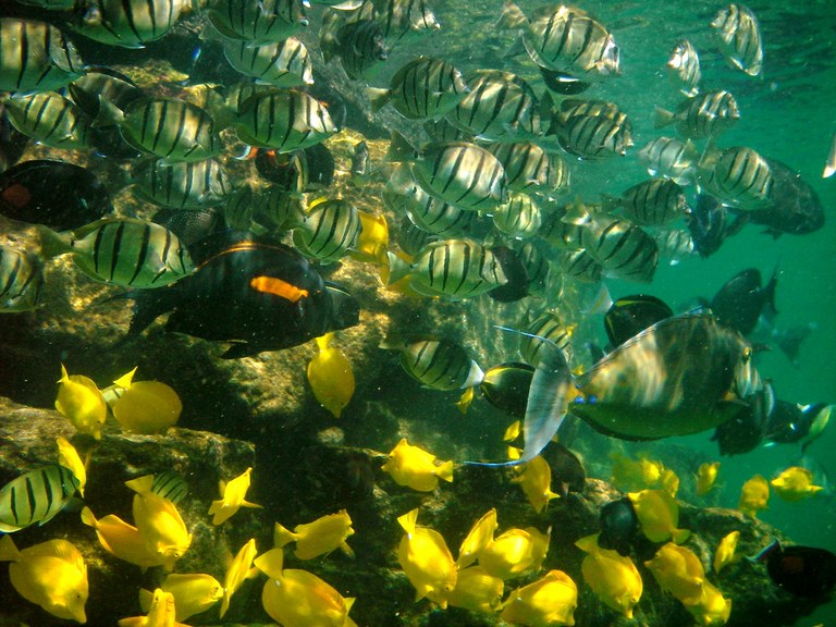 French Polynesian reefs saved by herbivorous fish nurseries