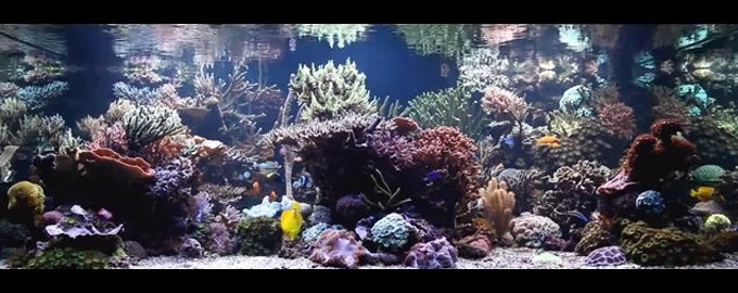 Friday Flashback: The alluring reef aquarium of Stuart Bertram 