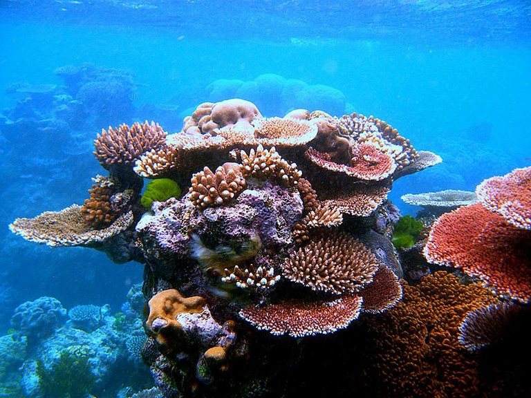 GBR's annual mass coral spawn only a couple weeks away 