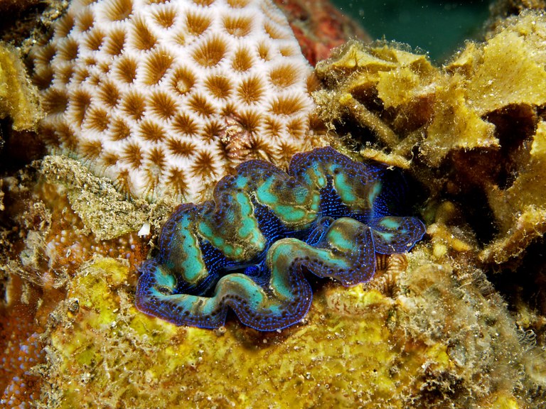 Giant clams are the Swiss Army Knives of coral reefs