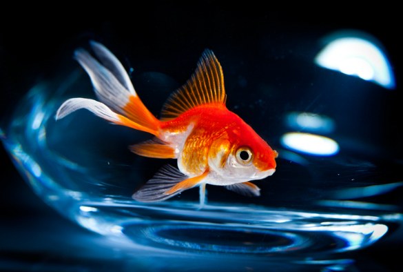 Goldfish can create alcohol to survive without oxygen