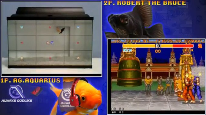 Goldfish playing Streetfighter II is apparently a huge spectator sport