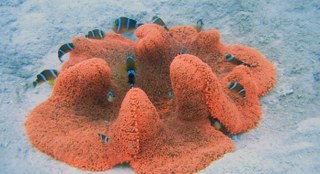 Gorgeous red carpet anemone hosting many clownfish 