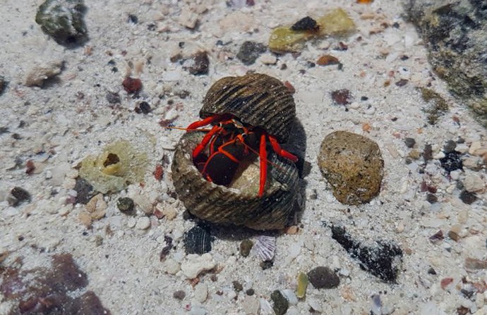 Got aggressive hermit crabs?  Give them better homes