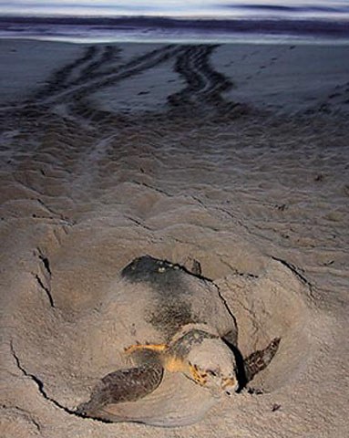 Green sea turtle nests set record high