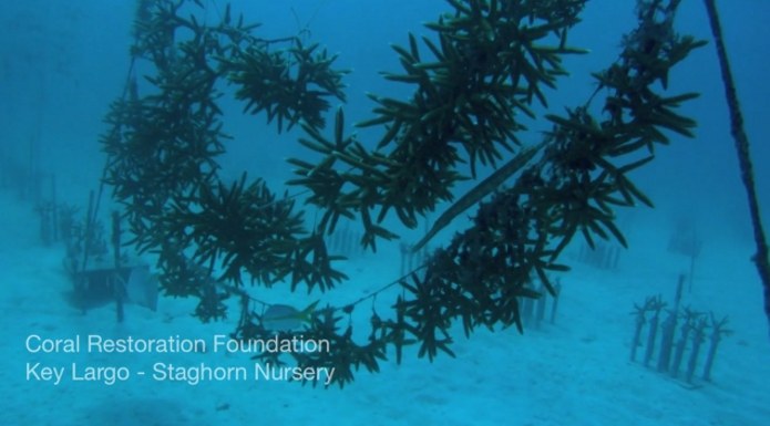 Growing a 'floating forest' of staghorn coral 
