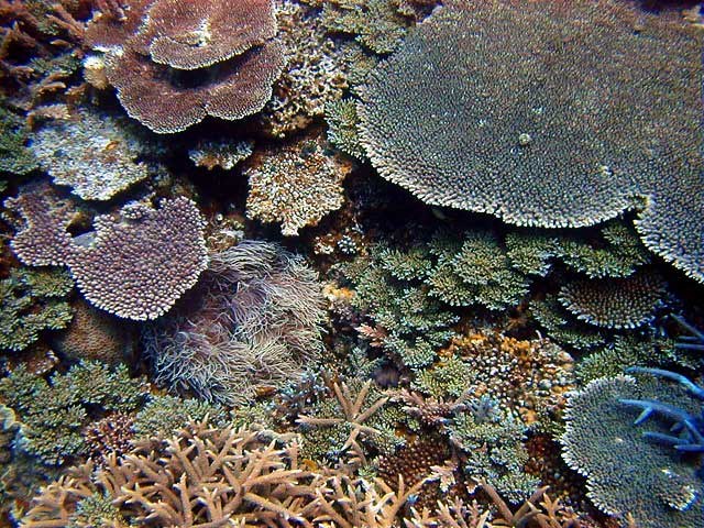 Guam introduces Coral Reef Protection Act bill