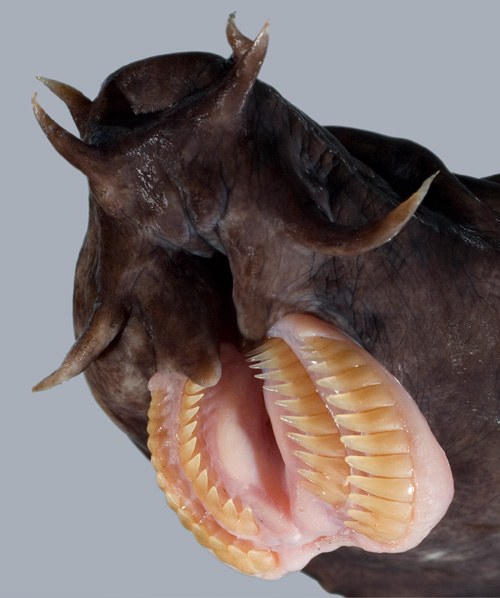 Hagfish slimes shark and other fish with gill-choking mucus 