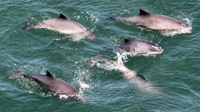 Harbor porpoises are returning to San Francisco Bay after a 65 year absence
