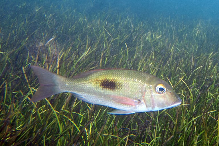 Here's an interesting twist: macroalgae may actually help save some coral reefs