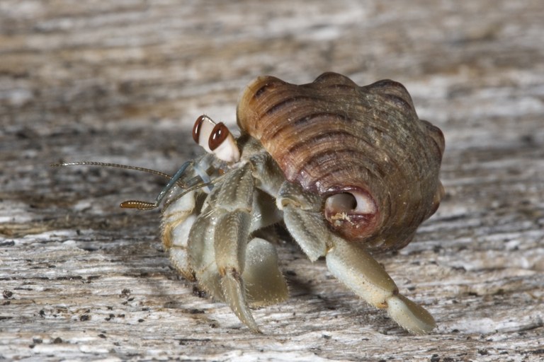 Hermit crabs socialize to evict their neighbors
