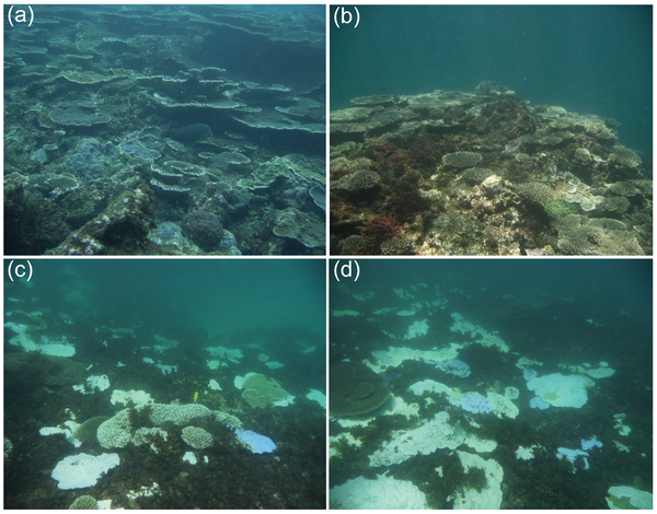 Higher latitude corals experience bleaching at the Houtman Abrolhos Islands