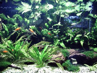 Home aquarium starts AND stops fire