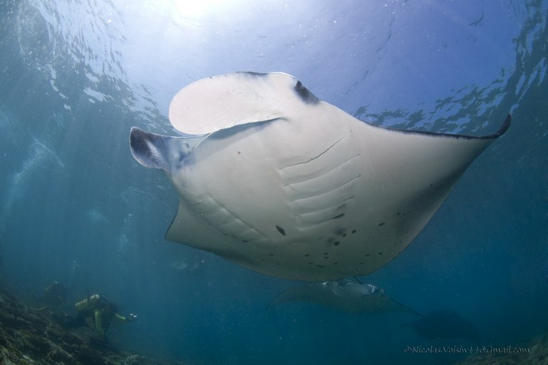 How manta ray embryos acquire oxygen without a placenta and umbilical cord