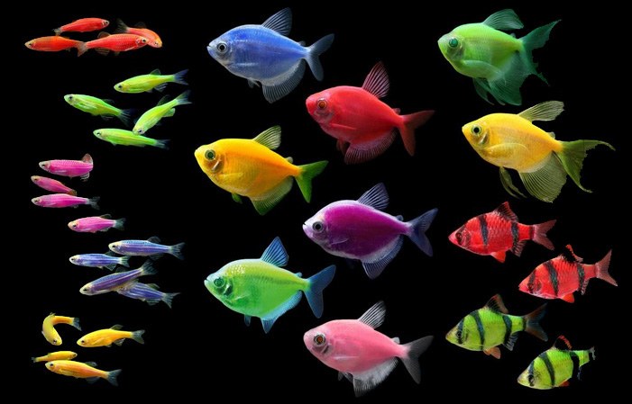 How much is GloFish worth?