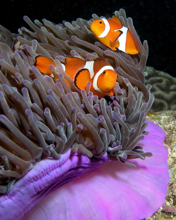 clownfish and anemone tank