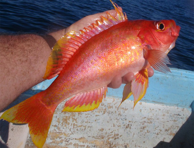 Rare deep water fishes from the Sea of Cortez - coming soon!