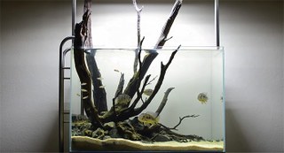 This is the inspiration for my next aquascape