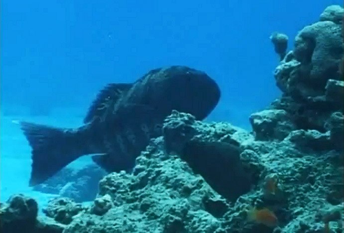 Inter-species hunting: groupers and moray eels team up for the chase [videos]
